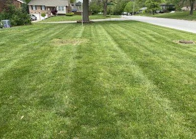 Lawn health maintenance