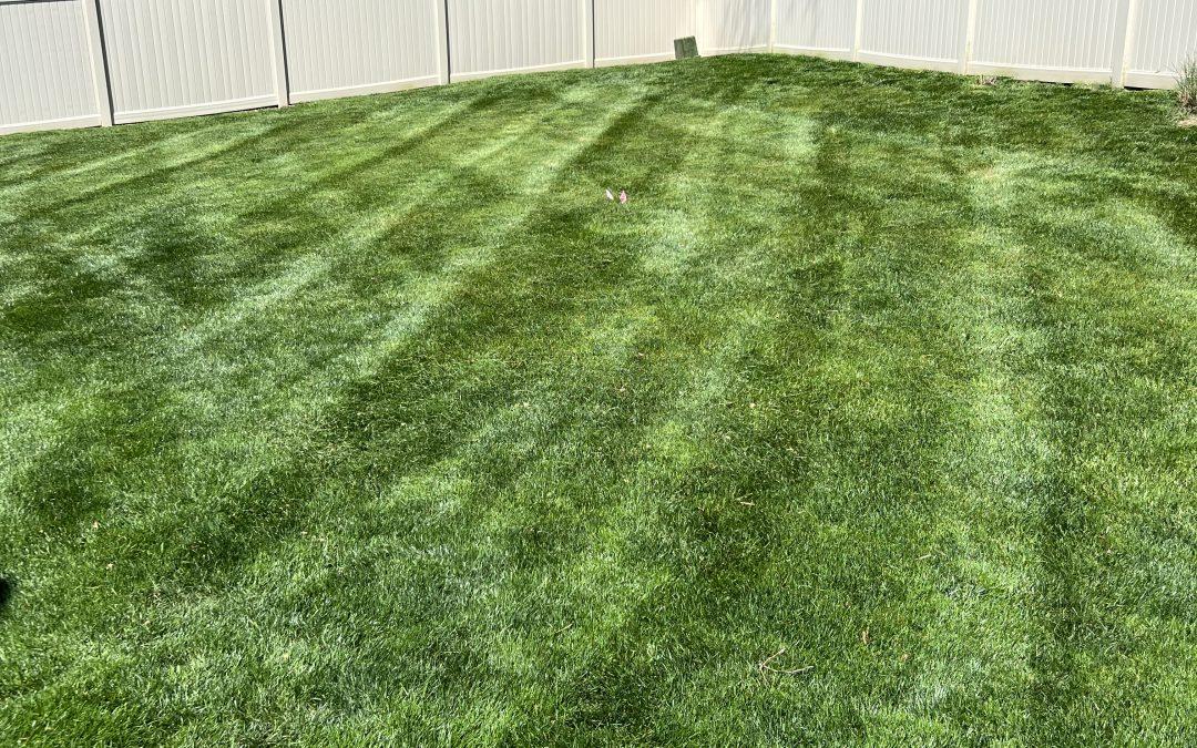 Quick and Reliable Expert Lawn Service in Independence, MO